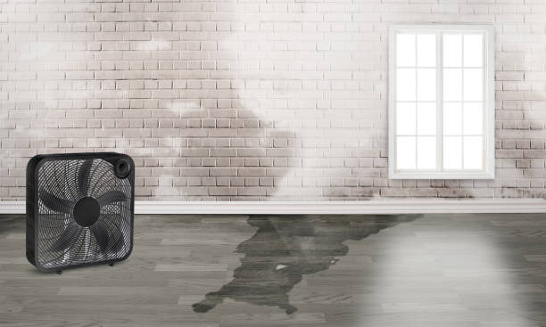 Best Water damage contractors near me  in Bayou Lourse, LA